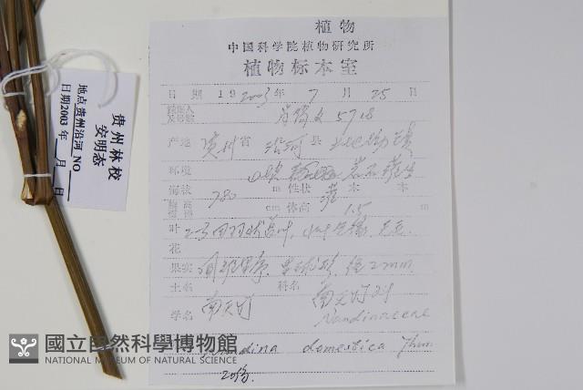 南天竹、天竹、蘭天竹藏品圖，第2張