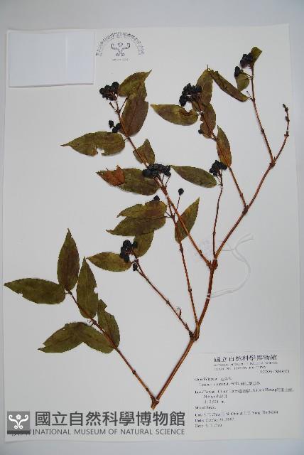 阿里山忍冬、漸尖葉忍冬藏品圖，第1張