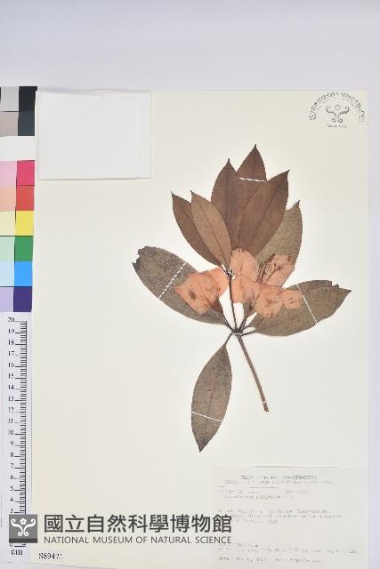 西施花、青紫木藏品圖，第1張