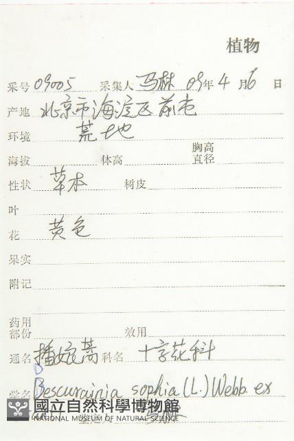 播娘蒿藏品圖，第2張