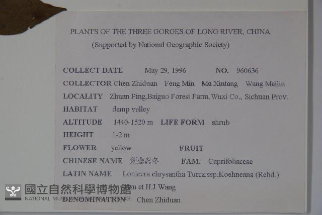 須蕊忍冬藏品圖，第2張