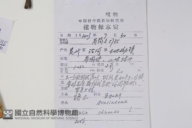 蔥木藏品圖，第2張