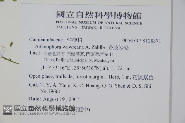 多歧沙參藏品圖，第2張