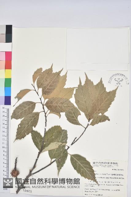 Taiwan Chinkapin Collection Image