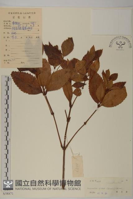 草珊瑚、紅果金粟蘭藏品圖，第1張