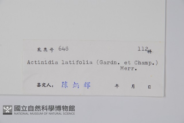 闊葉獼猴桃藏品圖，第2張