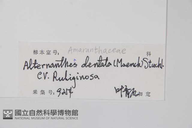 紅龍草藏品圖，第2張