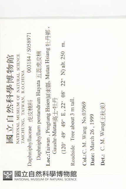 五蕊虎皮楠藏品圖，第2張