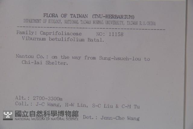 樺葉莢迷、玉山莢迷藏品圖，第2張