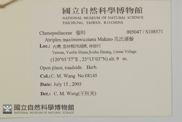 馬氏濱藜藏品圖，第2張