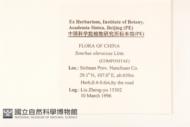 苦滇菜、苦菜藏品圖，第2張