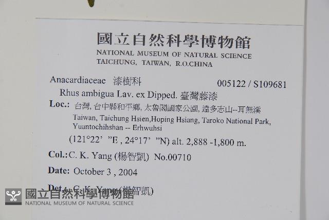 臺灣藤漆藏品圖，第2張