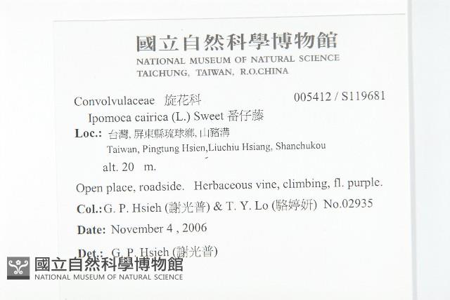 番仔藤藏品圖，第2張