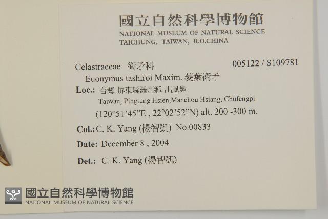 菱葉衛矛藏品圖，第2張