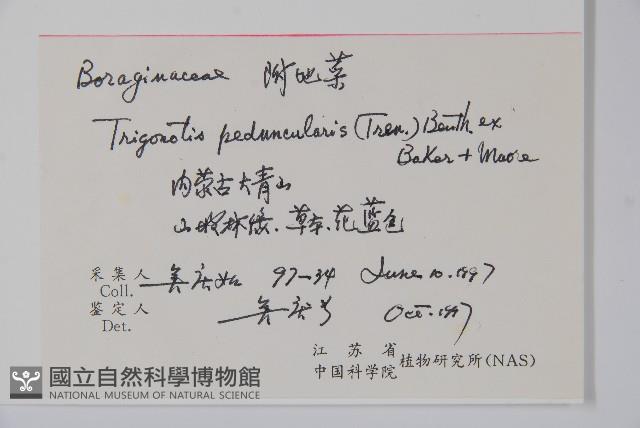 附地菜藏品圖，第2張