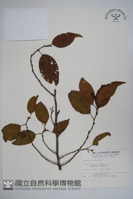 臺灣赤楊、臺灣榿木藏品圖，第1張