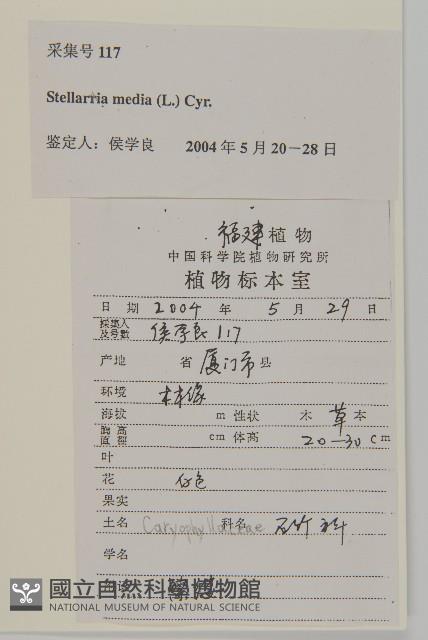 繁縷藏品圖，第2張