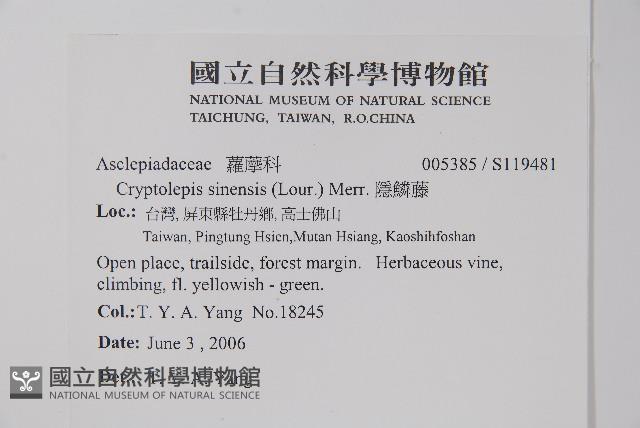 隱鱗藤藏品圖，第2張