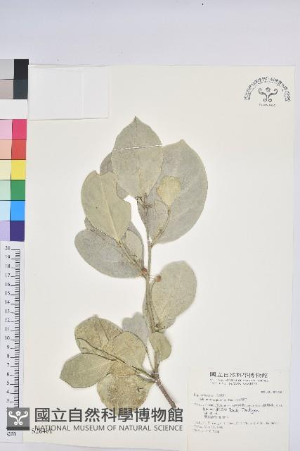 白樹仔藏品圖，第1張