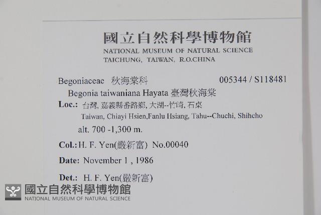 臺灣秋海棠藏品圖，第2張