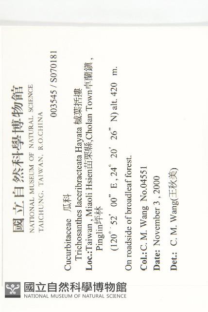 槭葉括摟藏品圖，第2張