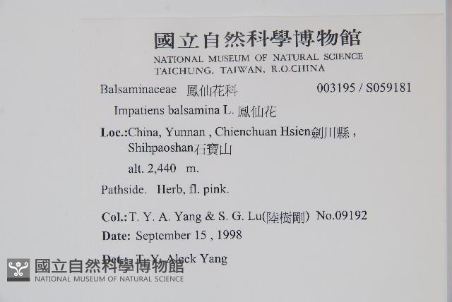 鳳仙花藏品圖，第2張