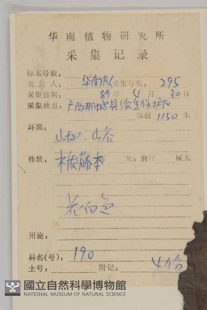 青江藤藏品圖，第2張