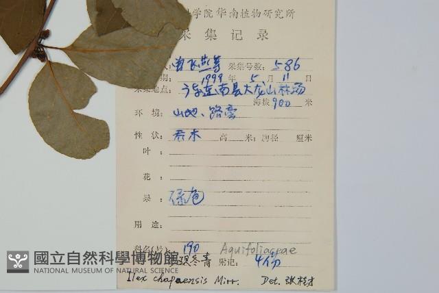 沙壩冬青藏品圖，第2張