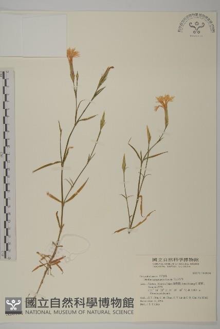 玉山石竹藏品圖，第1張