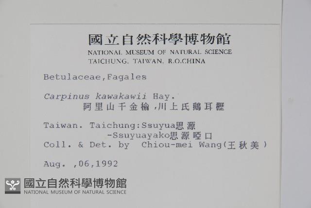 阿里山千金榆藏品圖，第2張