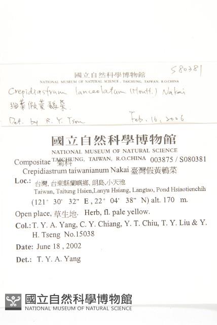 細葉假黃鵪菜藏品圖，第2張