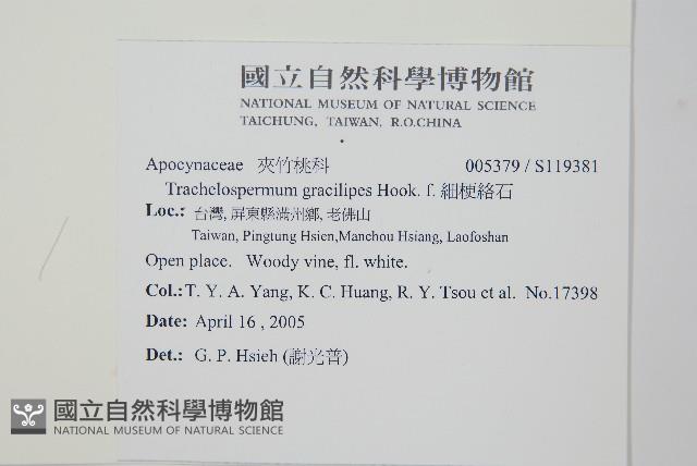 細梗絡石藏品圖，第2張