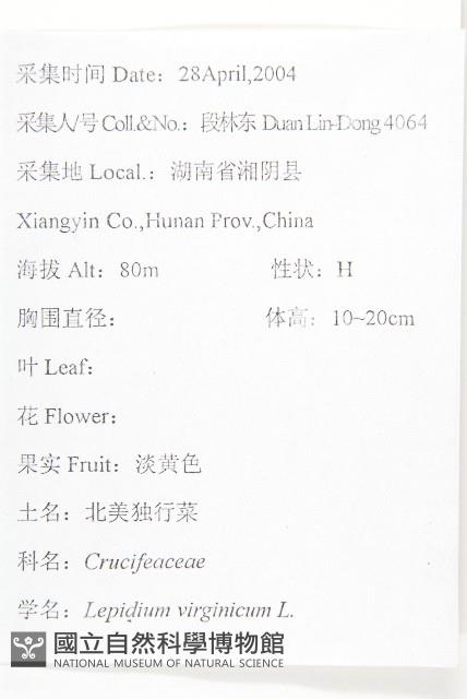 獨行菜藏品圖，第2張