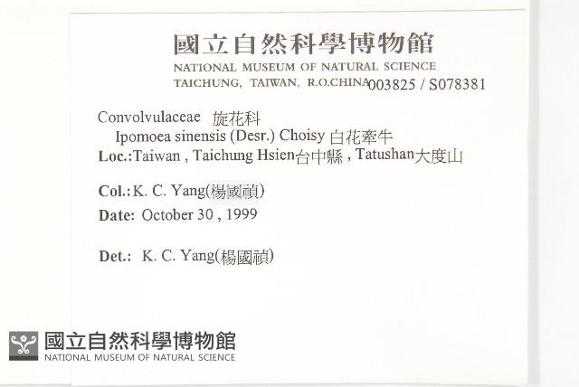 白花牽牛藏品圖，第2張