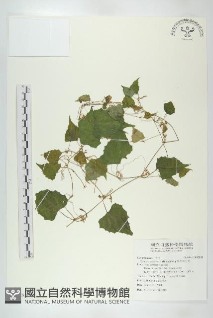 黑果馬交兒藏品圖，第1張