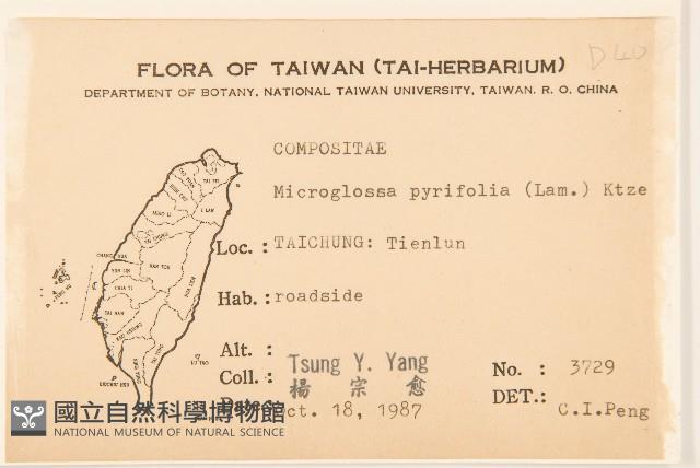 小舌菊、蔓綿菜藏品圖，第2張