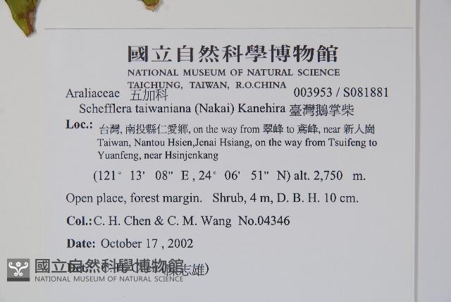 臺灣鵝掌柴藏品圖，第2張