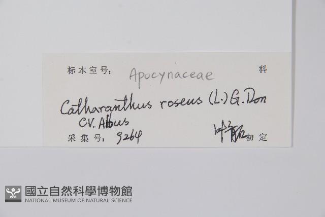 長春花藏品圖，第2張