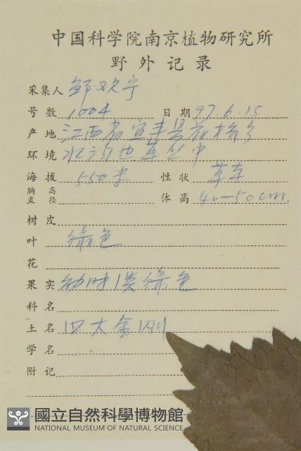 寬葉金粟蘭藏品圖，第2張