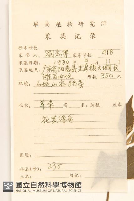 華澤蘭藏品圖，第2張