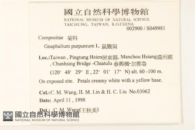 鼠麴舅藏品圖，第2張