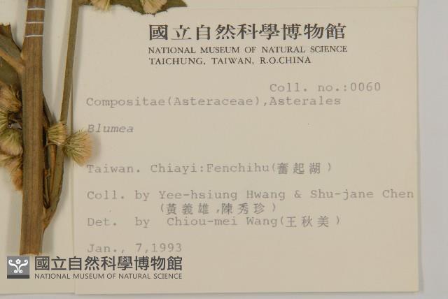 薄葉艾納香藏品圖，第2張