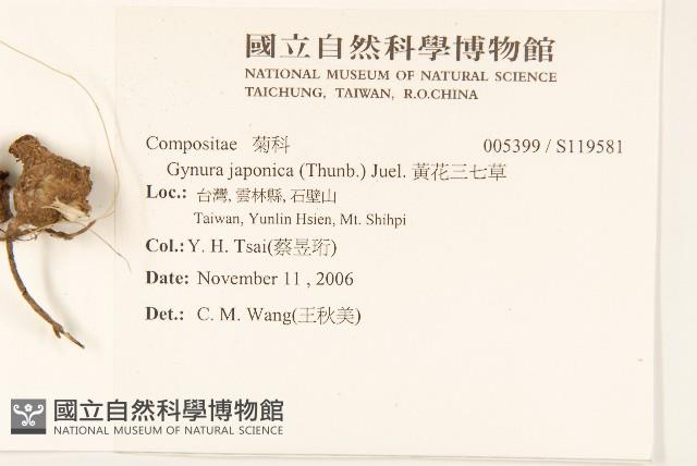 黃花三七草藏品圖，第2張