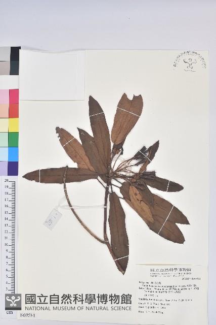 玉山杜鵑藏品圖，第1張