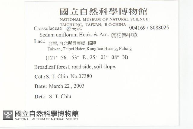 疏花佛甲草藏品圖，第2張