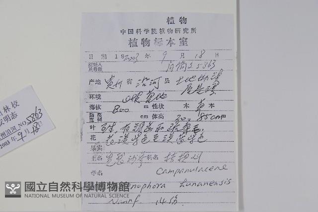 湖南沙參、寬裂沙參藏品圖，第2張