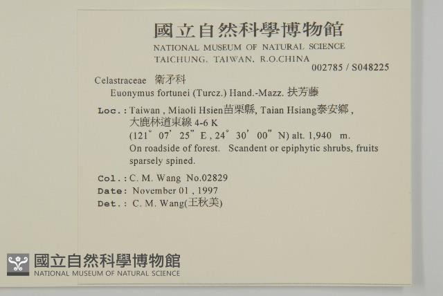 扶芳藤藏品圖，第2張