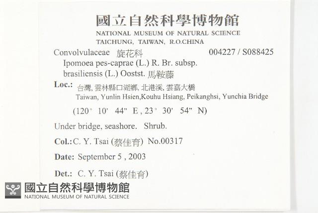 馬鞍藤藏品圖，第2張