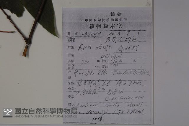吊子金銀花藏品圖，第2張