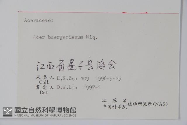 三角楓藏品圖，第2張